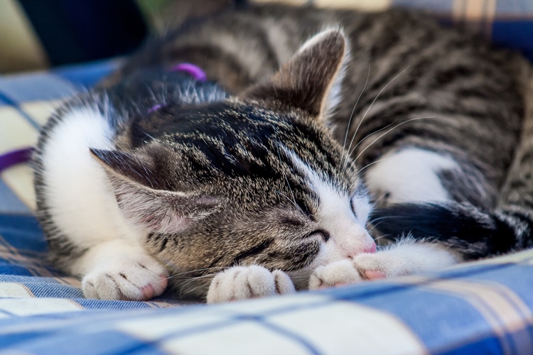 feline diabetes treatment options.jpg